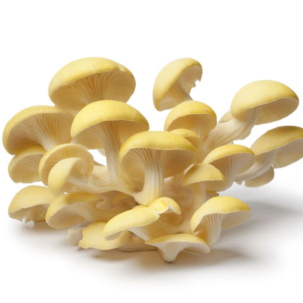 'Limonenpilz' Pilz-Dübel