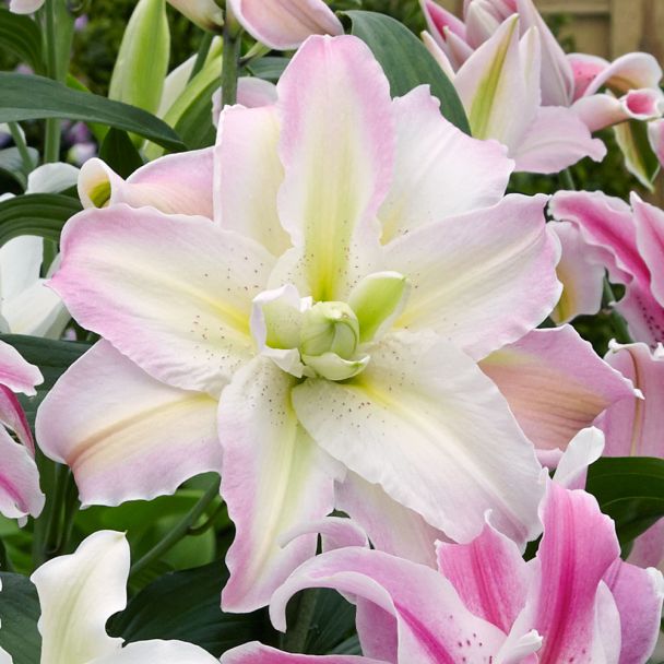 Orientalische Lilie Broken Heart Lilien Blumenzwiebeln Ahrens