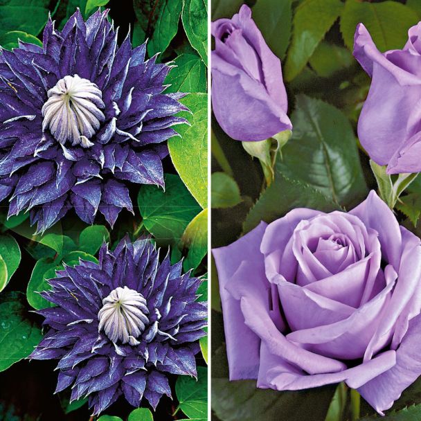 Spar-Set: 1 Rose 'Mainzer Fastnacht®' + 1 Clematis 'Multi Blue'