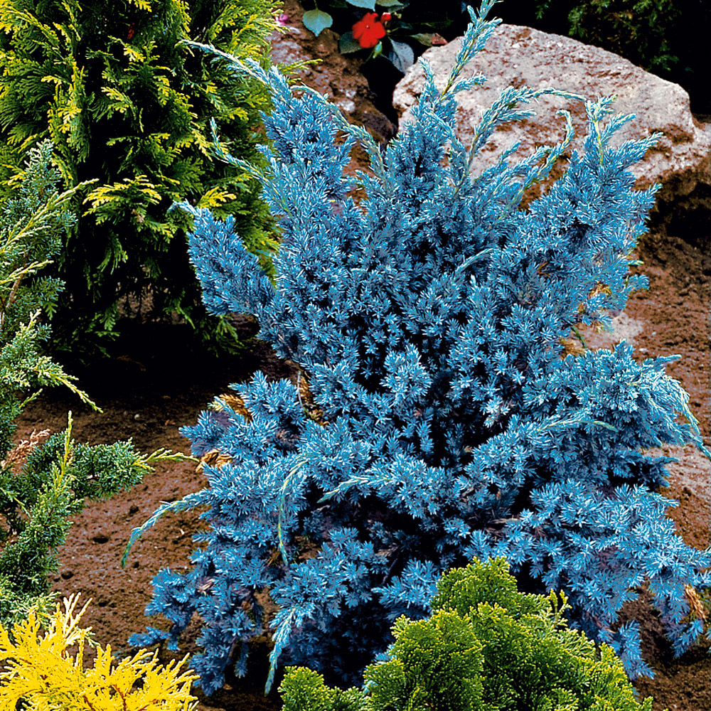 mini wisteria Wisteria floribunda f. microphylla 'Hime' main image 1