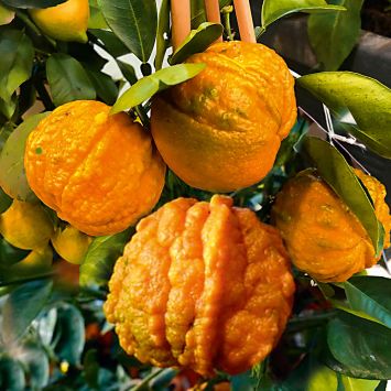 Arangino – Die Aroma Orange