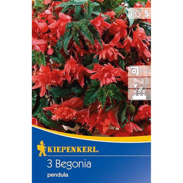 Hängebegonie Pendula (rot)
