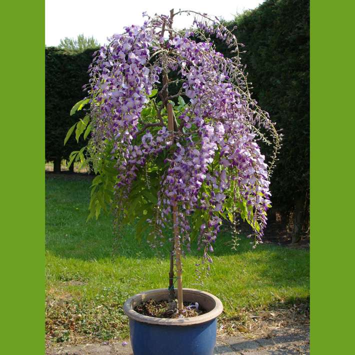 Blauregen-Stmmchen kaufen | Ahrens+Sieberz - Pflanzenversand & Gartenbedarf