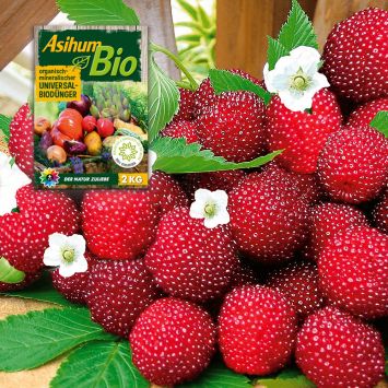 Erdbeer-Himbeere Red Beauty und Asihum Bio Universaldünger im Sparset