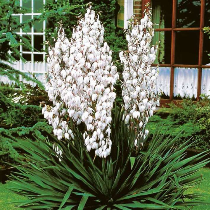 BIO Palmlilie kaufen | Ahrens+Sieberz - Pflanzenversand & Gartenbedarf