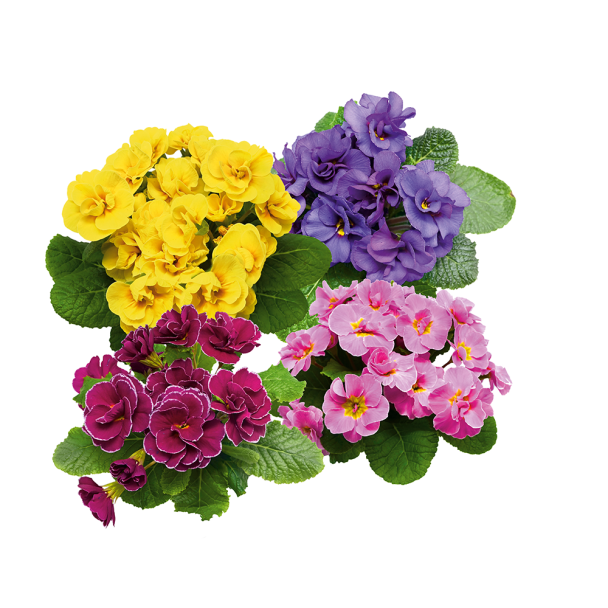 Queen Primeln - Gelb, Pink, Blau und Purpur (Sparangebot)