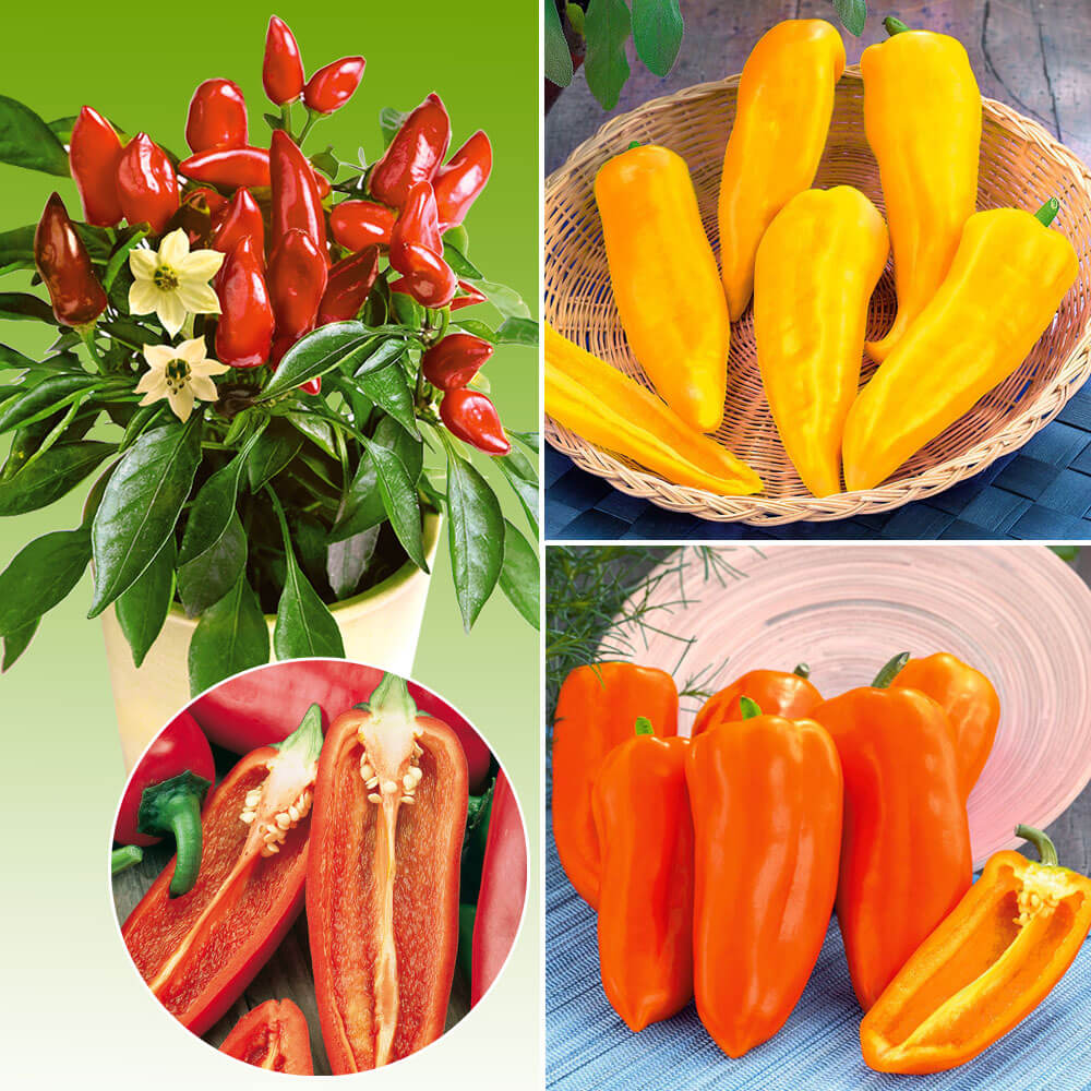 3 x SnackPaprika 'Ariella®' Paprika & Chili Gemüsepflanzen