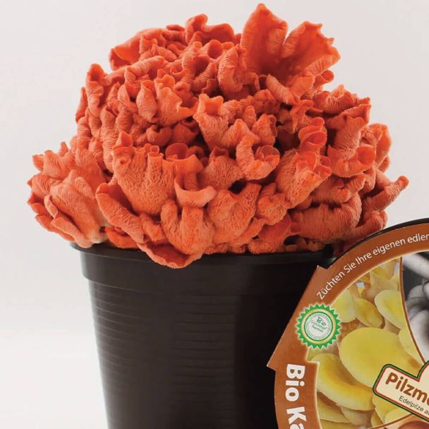 BIO Rosenseitling Kaffeesatz-Set