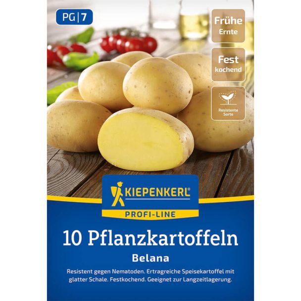 Pflanzkartoffeln Belana, Früh, 10 Knollen