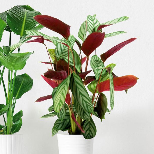 Calathea Setosa