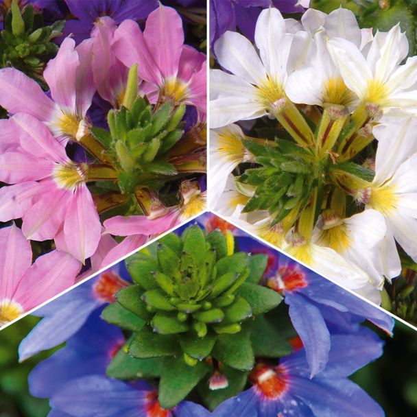 Set-Preis Fächerblumen 3 x 'Brillant', 3 x 'Top poT White' und 3 x 'Topaz Pink'