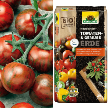 Tomate Zebrino + Erde (Sparangebot)