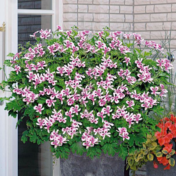 Duft-Geranie 'Citronella'