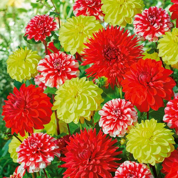 Super-Dahlien Mix Tutti Frutti