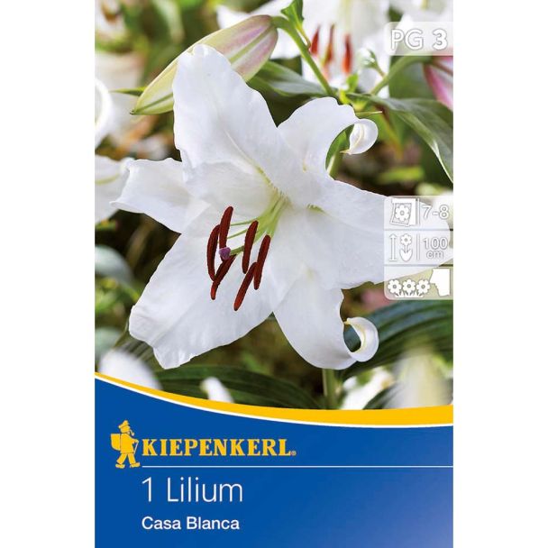 Lilie 'Casa Blanca'