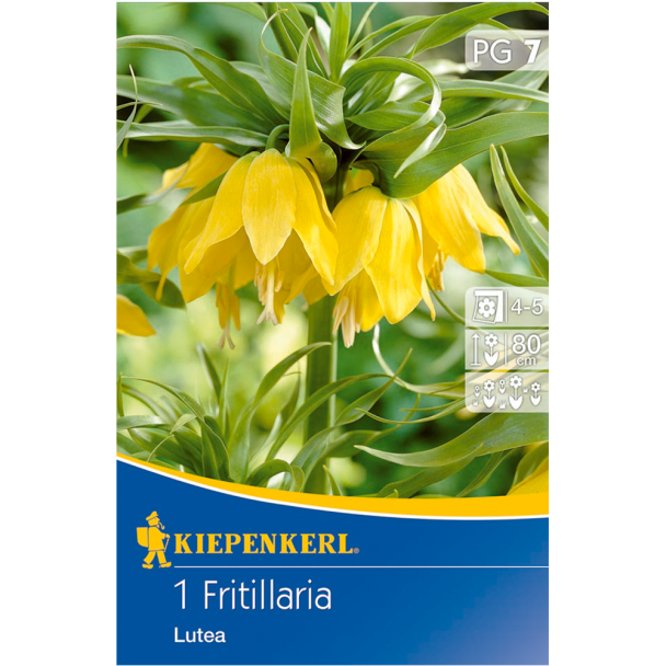 Kaiserkrone / Fritillaria 'Lutea' - Blumenzwiebel