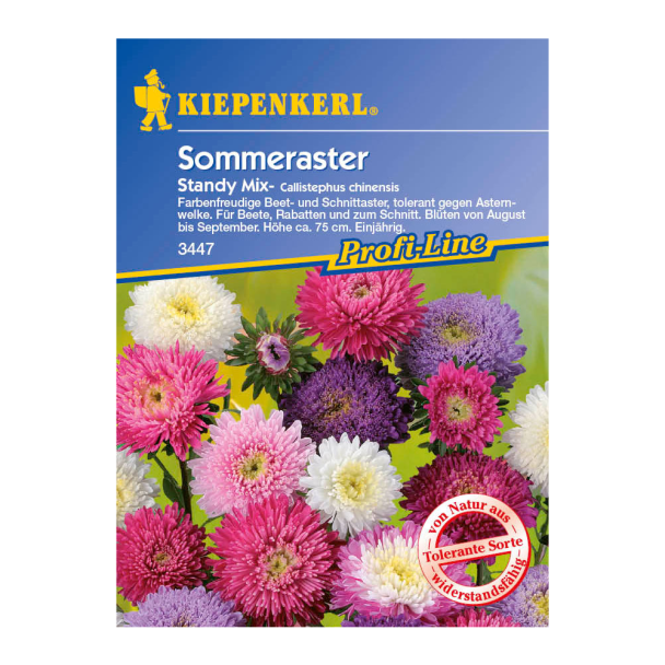 Sommeraster 'Standy Mix'