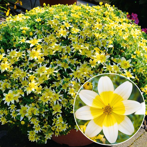 Bidens Taka Tuka Sonstige Balkonblumen Balkon Sommerblumen Ahrens Sieberz Pflanzenversand Gartenbedarf