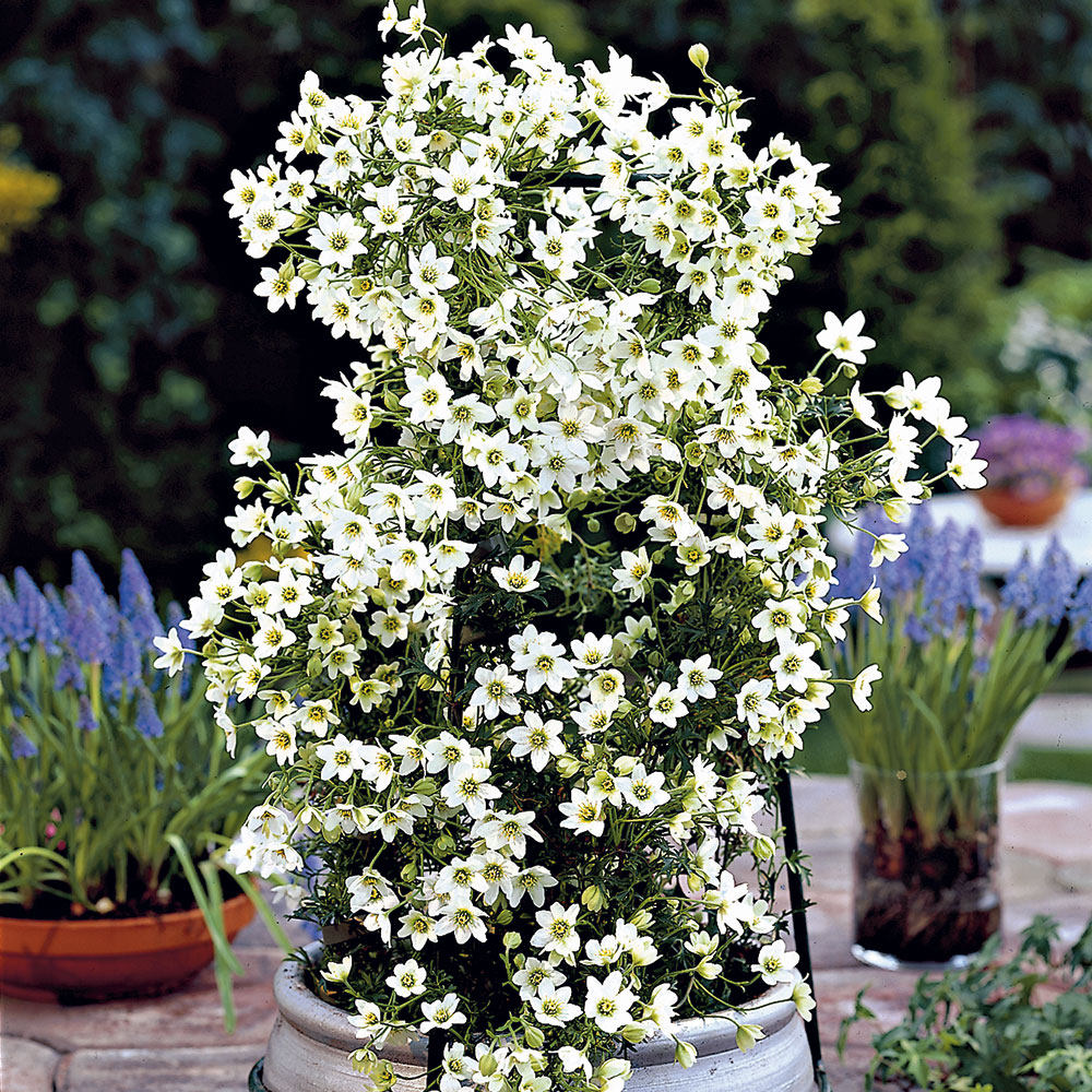 Kletterpflanzen und Schlingpflanzen kaufen Ahrens+Sieberz Pflanzenversand & Gartenbedarf