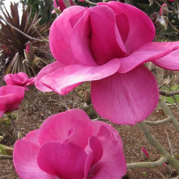 Magnolie Felix Jury
