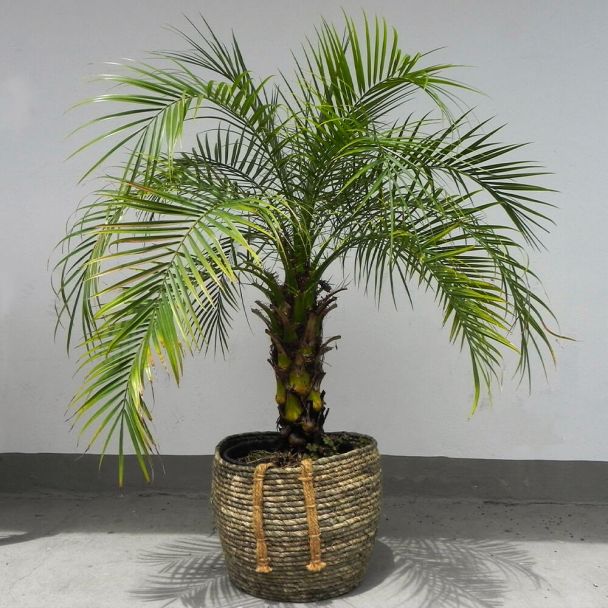 Zwergdattelpalme (Phoenix roebelenii)