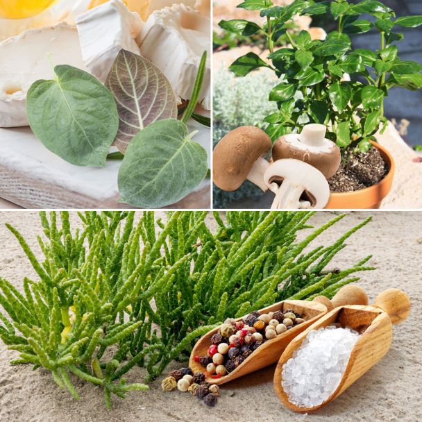 Setpreis: 3 Gourmet Kräuter