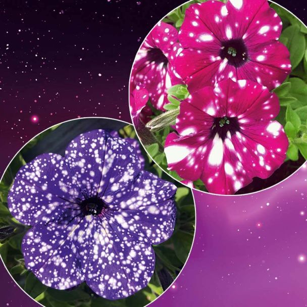 Setpreis: 3 Night Sky + 3 Royal Sky