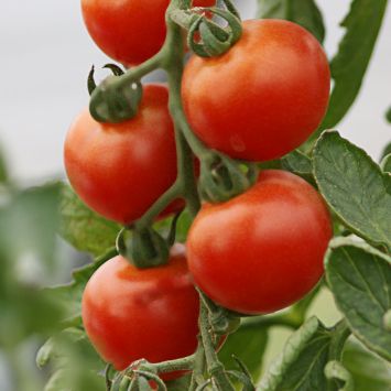 Ochsenherz tomaten samen kaufen - Der Vergleichssieger unserer Redaktion