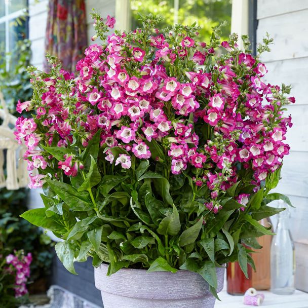 Penstemon Polaris (Purpurrot)