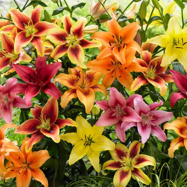 Lilien Musik und Lyrik