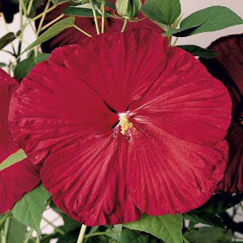 Riesen-Stauden-Hibiskus 'Fireball'