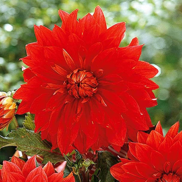 Dahlien Decorative Dinnerplate 'Rot'