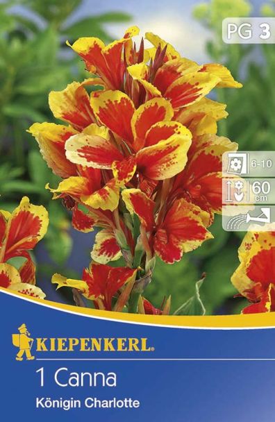 Zwerg-Canna 'Königin Charlotte'