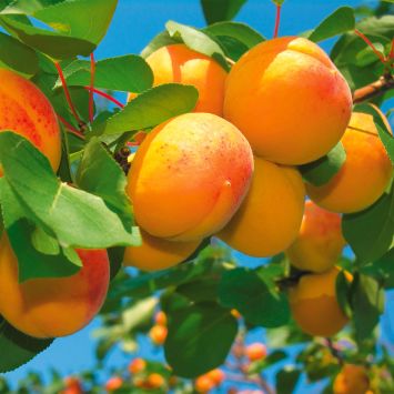 Welche Kauffaktoren es vor dem Bestellen die Aprikosen kaufen zu beachten gilt