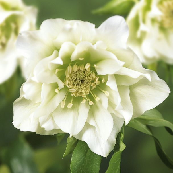 Weiße Christrose 'Ellen White®'