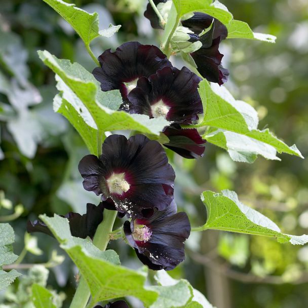 Schwarze Stockrose