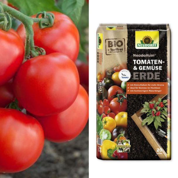 Freiland-Tomate 'GartenMeister' F1 + NeudoHum® Tomaten- und Gemüseerde (Sparangebot)