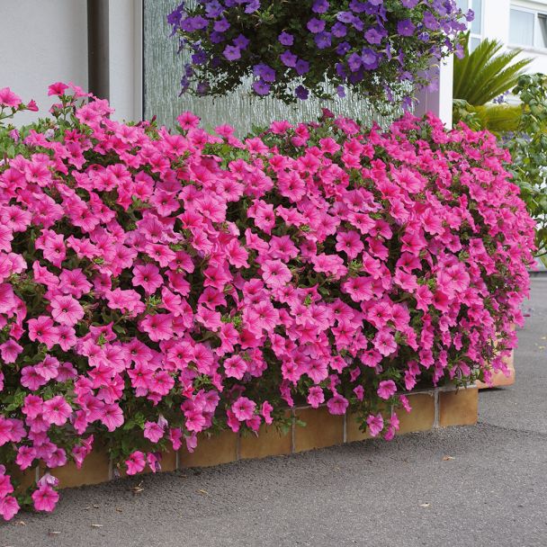 Surfinia® - Petunie 'Hot Pink'