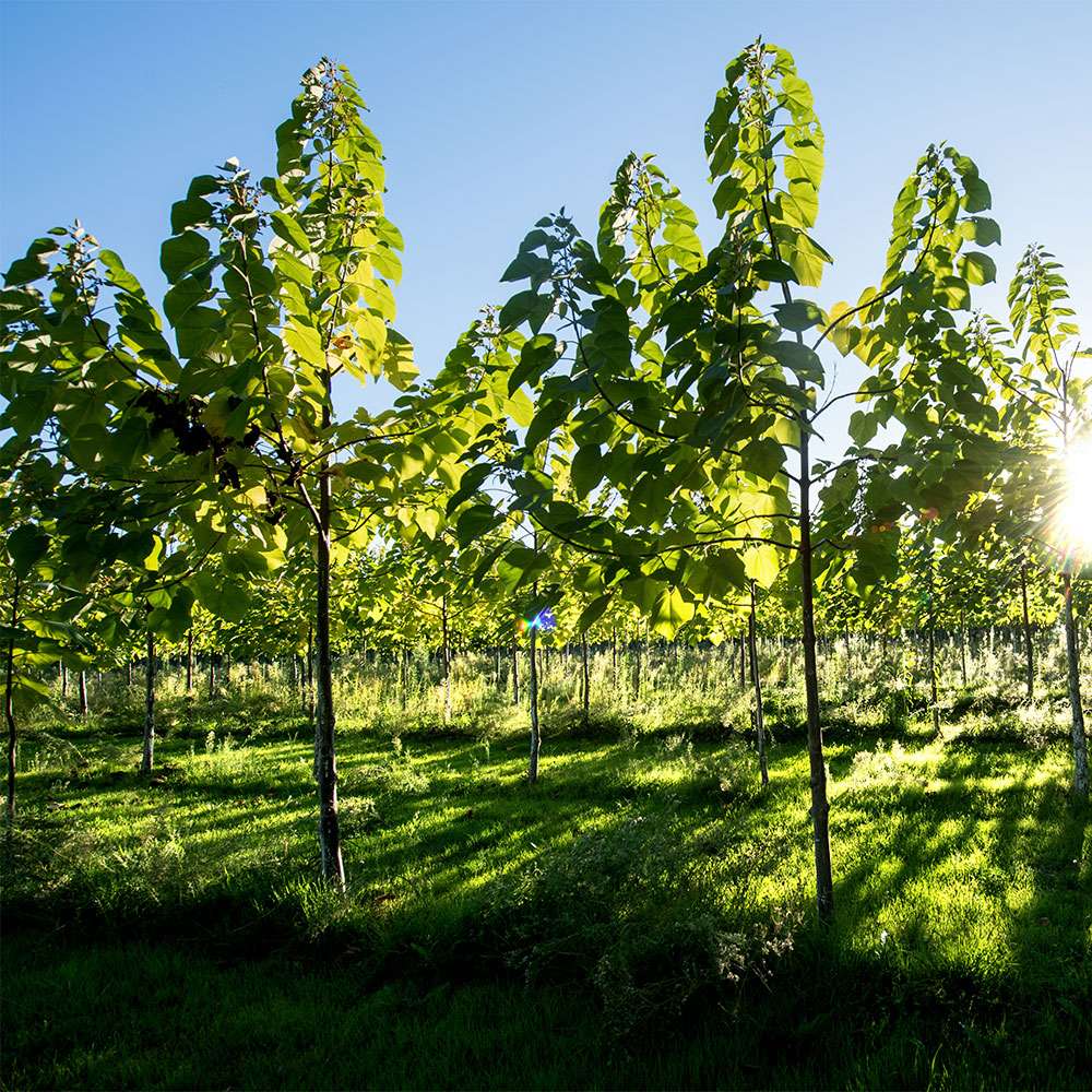 Kiribaum Paulownia kaufen Ahrens+Sieberz Pflanzenversand & Gartenbedarf