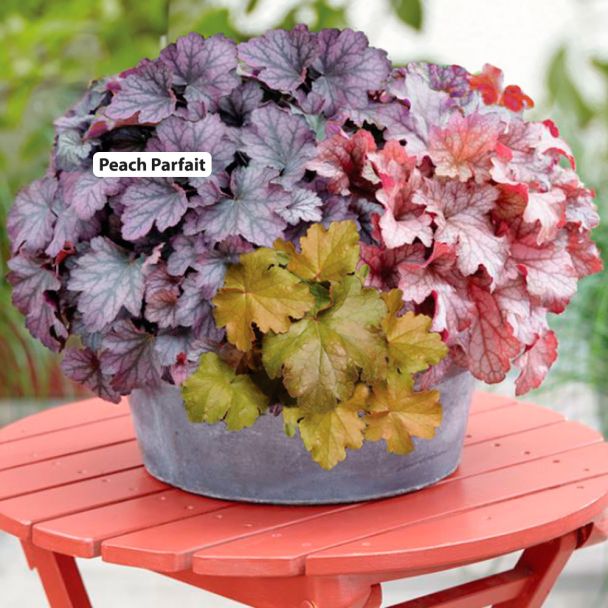 Blattschmuckstauden 'Peach Parfait'