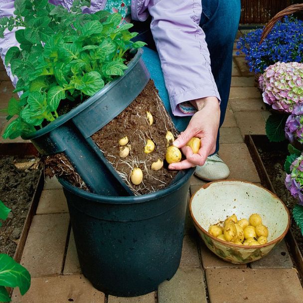 'PotatoPot®' - Für die Kartoffelernte im Topf