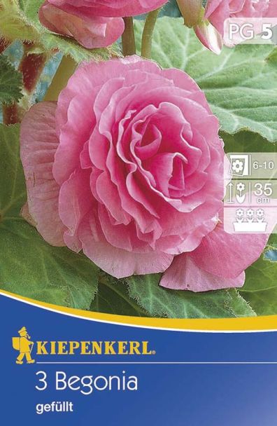 Begonie gefüllt, riesenblütig, rosa