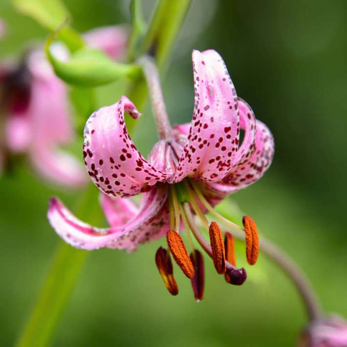 Trkenbund-Lilien Martagon | Lilien | Blumenzwiebeln | Ahrens+Sieberz -  Pflanzenversand & Gartenbedarf