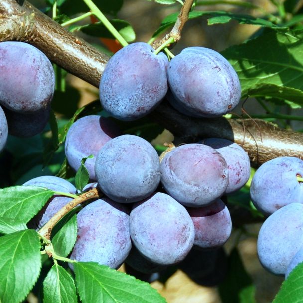 Frühe Zwetsche 'Juna'