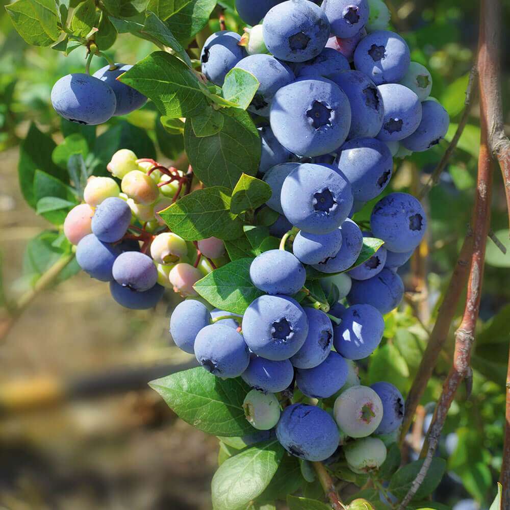 Heidelbeere Blue Berry® kaufen Ahrens+Sieberz Pflanzenversand