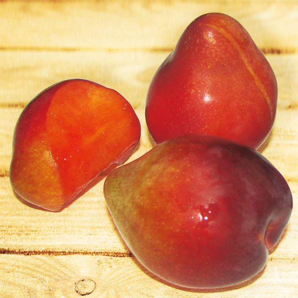 'Sharky's Plum®' Red – Die Haizahn-Pflaume