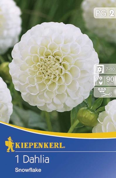 Pompon-Dahlien 'Snowflake'