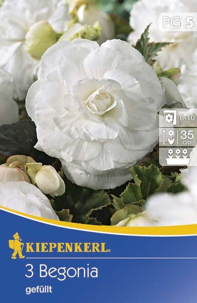 Begonie gefüllt, riesenblütig, weiß