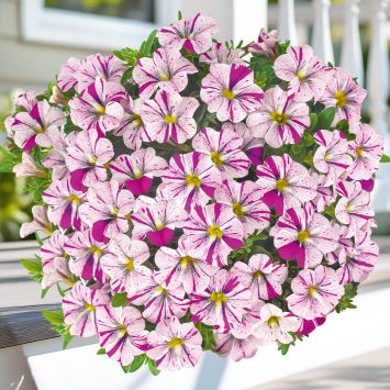 Caliloco Petunie Graffiti®