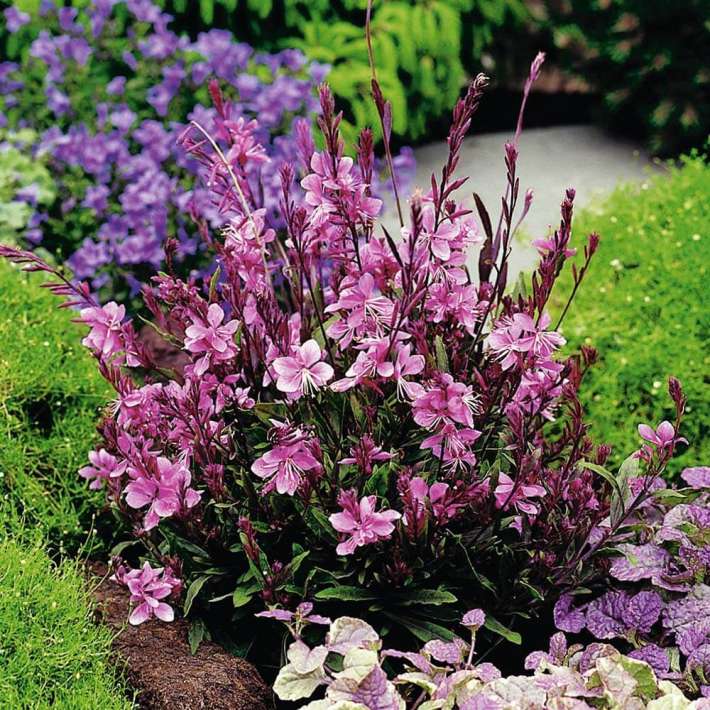 Schmetterlingsblume kaufen | Ahrens+Sieberz - Pflanzenversand & Gartenbedarf